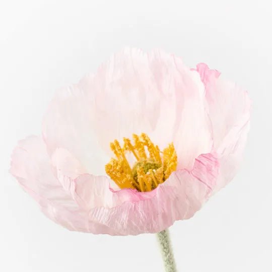 Poppy Iceland | Premium Artifical Flower Stem-Jade and May--Jade and May