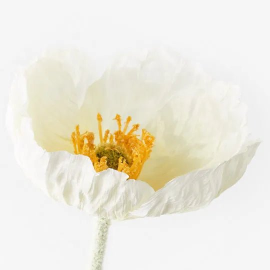 Poppy Iceland | Premium Artifical Flower Stem-Jade and May--Jade and May