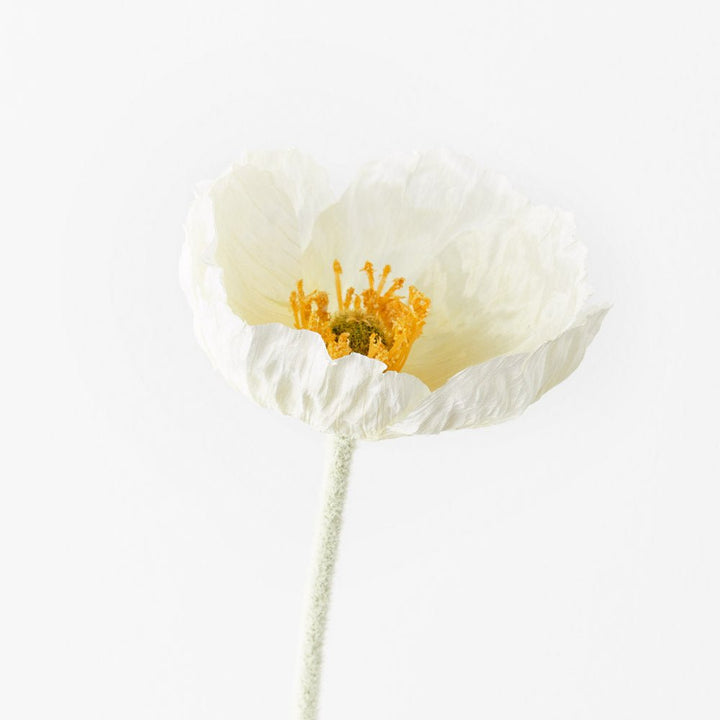 Poppy Iceland | Premium Artifical Flower Stem-Jade and May--Jade and May