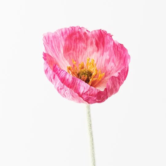 Poppy Iceland | Premium Artifical Flower Stem-Jade and May--Jade and May