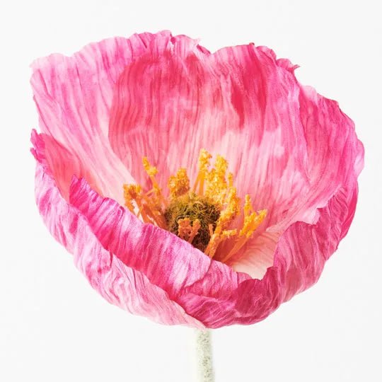 Poppy Iceland | Premium Artifical Flower Stem-Jade and May--Jade and May