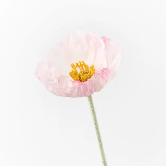 Poppy Iceland | Premium Artifical Flower Stem-Jade and May--Jade and May