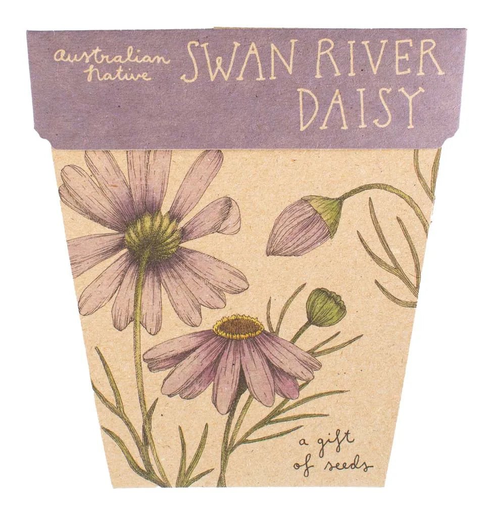 Sow n Sow Gift of Seeds - Swan River Daisy - Sow n Sow - Seeds - Jade and May